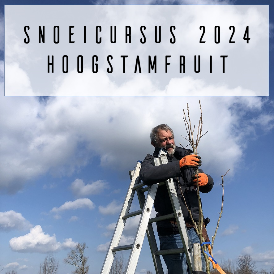 Cursus snoeien van hoogstamfruitbomen - Onze IJssel